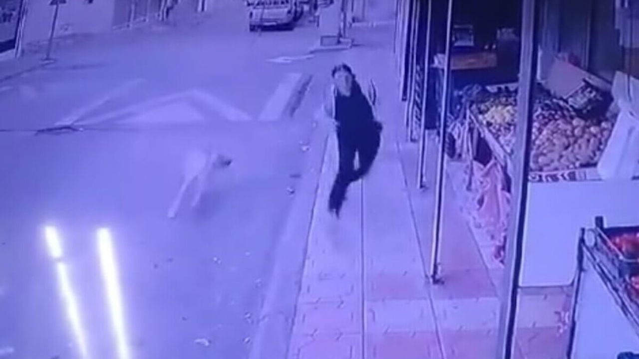 Başıboş Sokak Köpeği Korku Saldı!