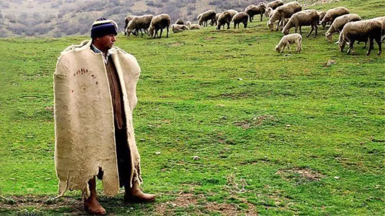 Çoban maaşları memuru geçti! İşte aldıkları aylık rakam