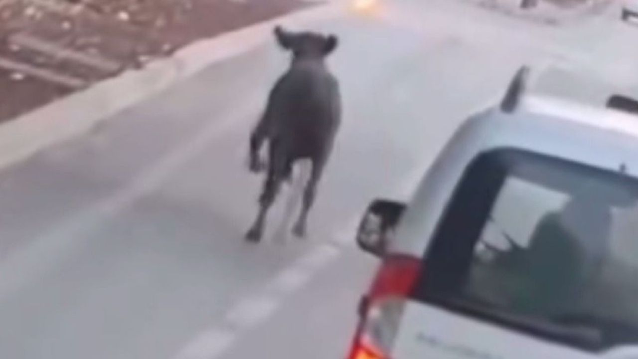 Kaçak Dana Trafikte Dehşete Yol Açtı!