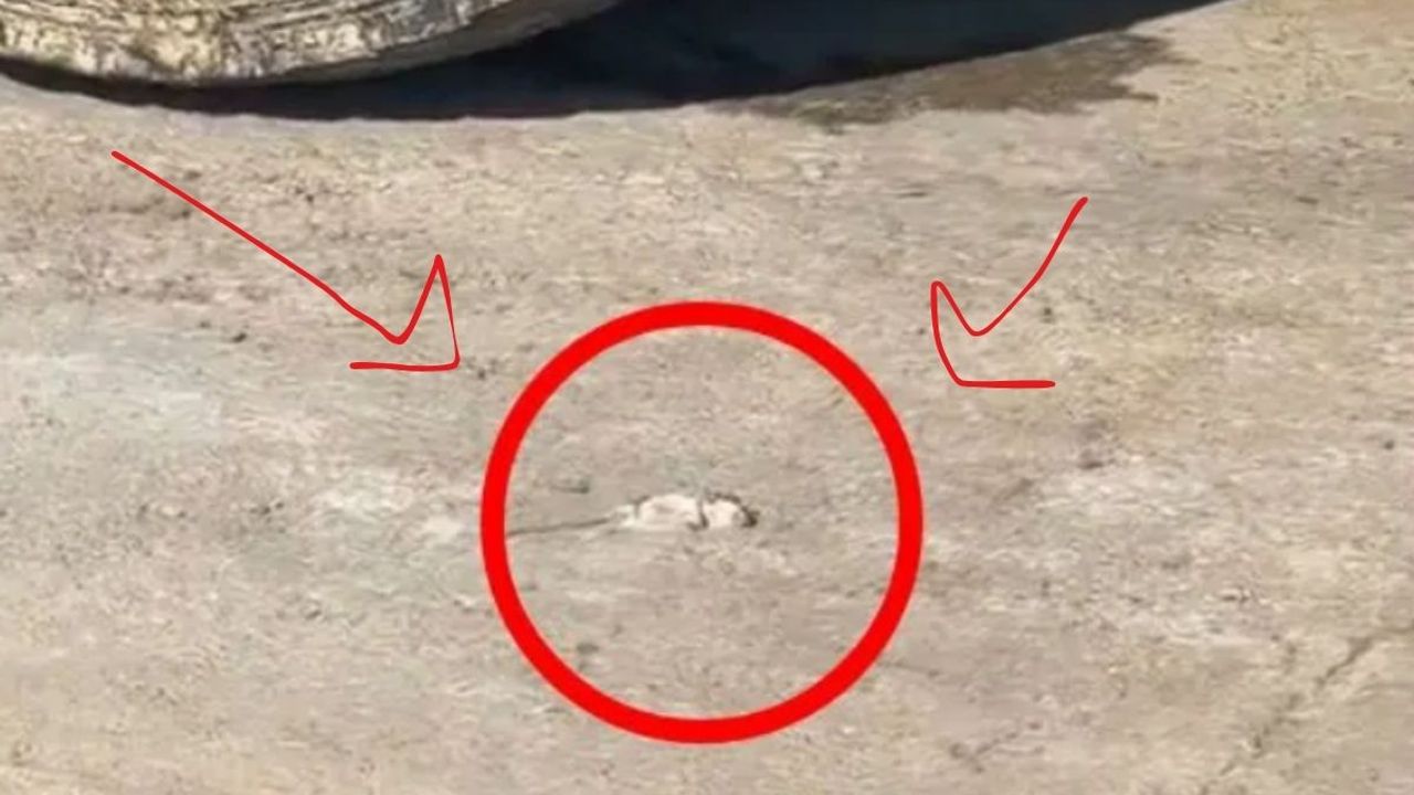 Ünlü Salça Fabrikasında Bulunan Ölü Fare Tepkilere Yol Açtı!