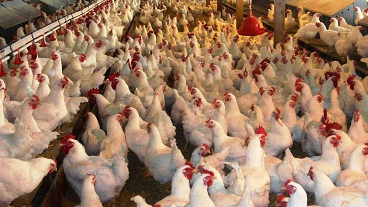 Kayseri'de Yarın 10 Bin Tavuk Dağıtılacak!