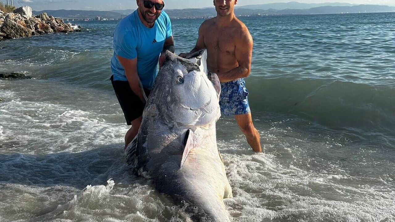 Türkiye’de Bir İlk: 320 Kg’lık Rekor Kırıldı! Böylesi Daha Önce Görülmedi