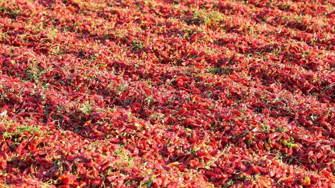 25 bin dekar araziden 50 bin ton üretiliyor