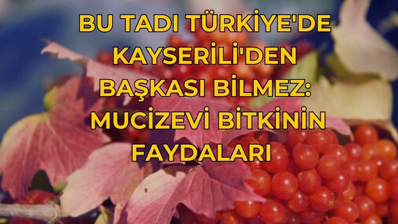 Bu tadı Türkiye'de Kayseriliden başkası bilmez: Mucizevi bitkinin faydaları