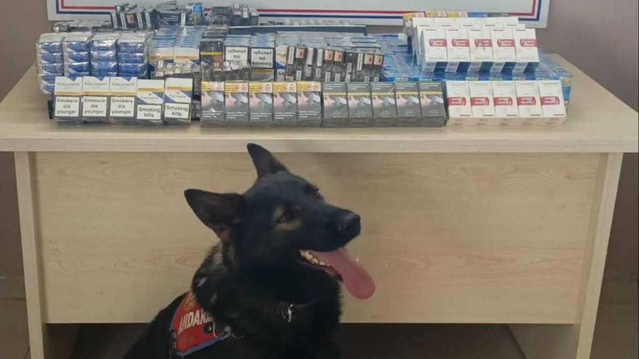 Kayseri Yolunda Tespit Köpeği Buldu! Tam 640 Paket