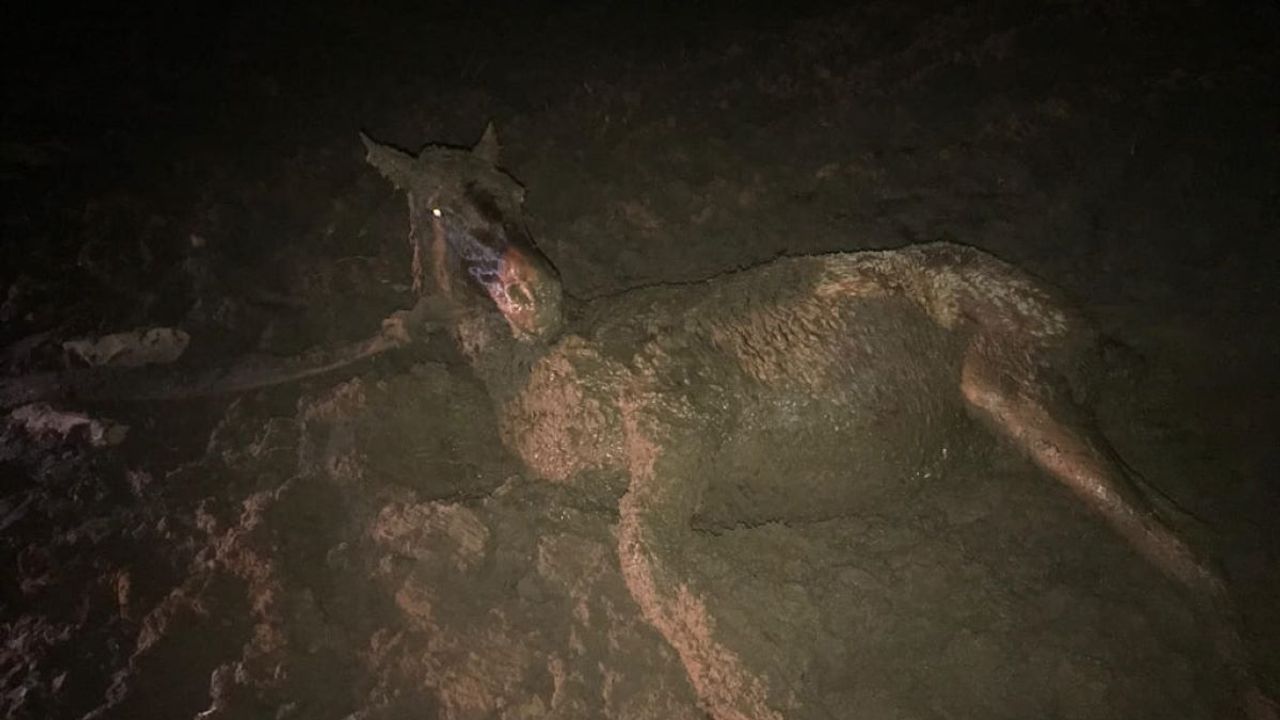 Kayseri’de yılkı atı bataklığa saplandı, kurtarılması saatler sürdü!