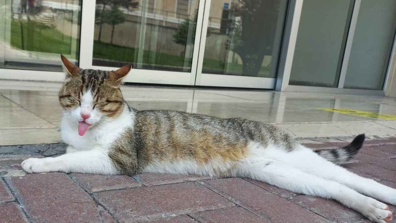 Kayseri'de kedi bakmanın maliyeti bakın ne kadar!