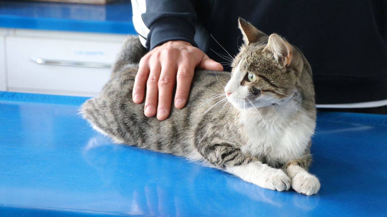 Kayseri’de çuvala koyulup yaralanan kedi sahiplendirilecek