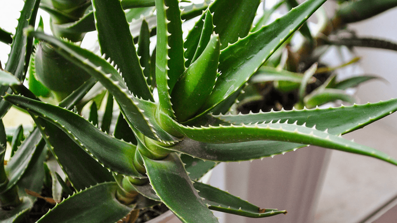 Doğal nemlendirici Aloe Vera: Kuru ciltler için ideal çözüm