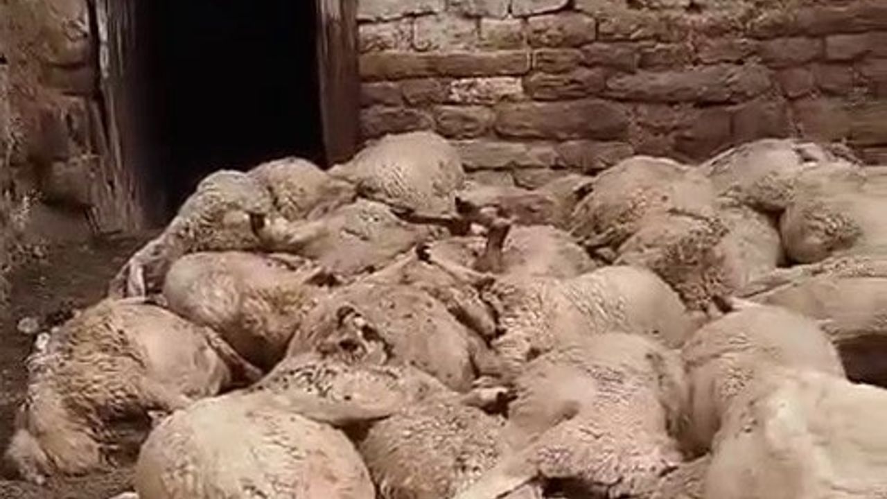 Aç kurtlar sürüye daldı: Onlarca koyun telef oldu!