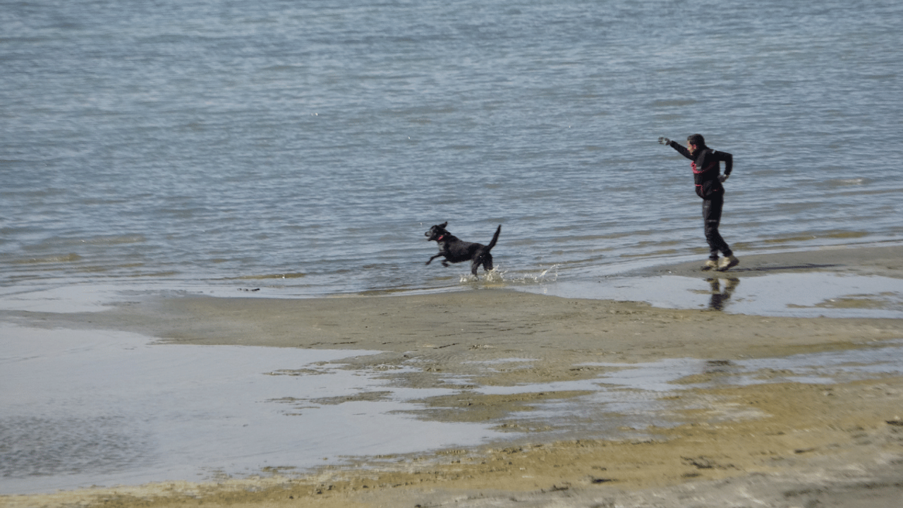 Günlerdir haber alınamayan Rojin'e köpekli arama