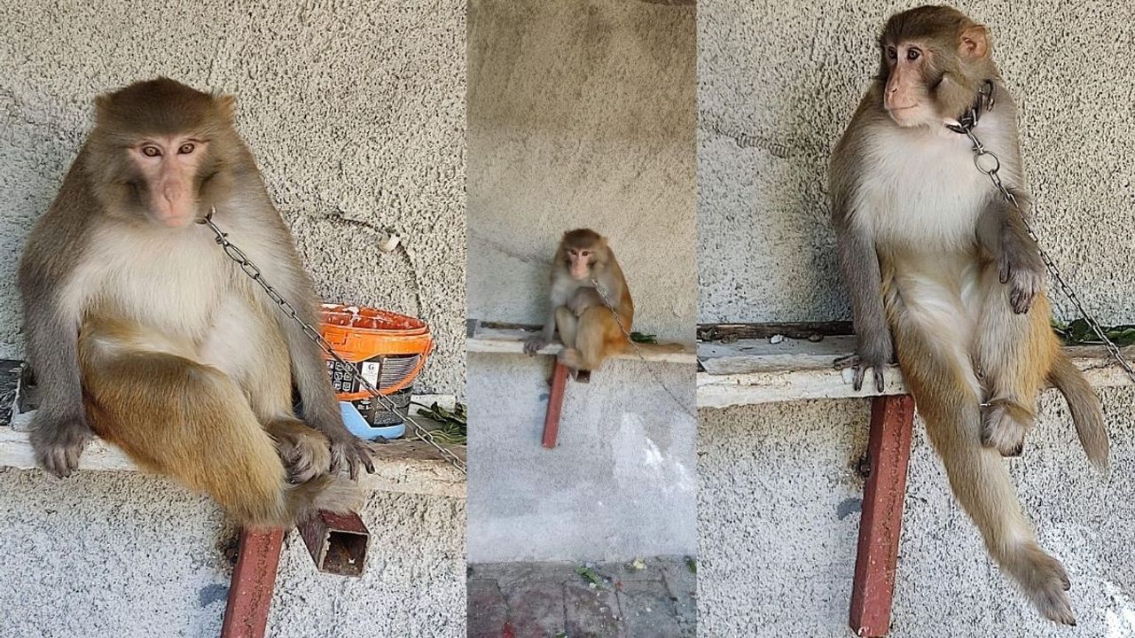 Çocuğa Saldıran Maymuna El Konuldu!