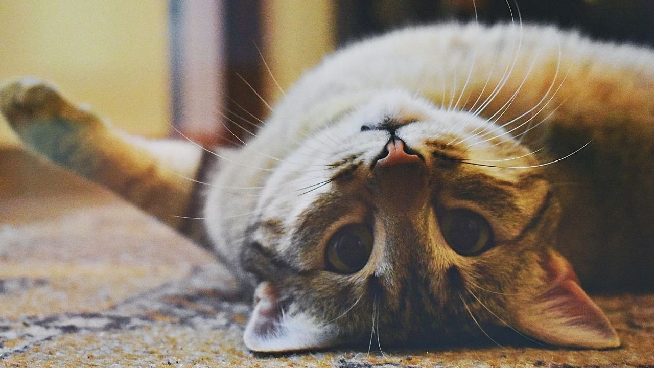 Kedi sahiplenmenin fiziksel ve ruhsal sağlık üzerindeki etkileri nelerdir?
