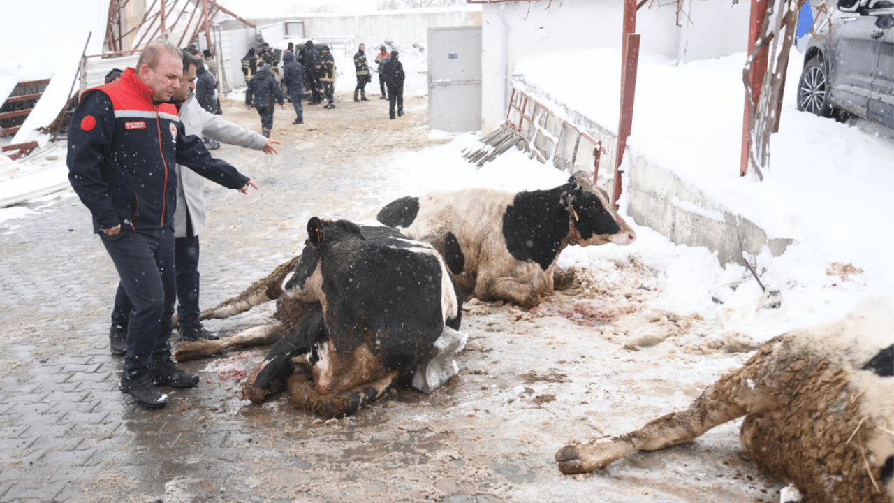 Kayseri'de ahırın çatısı çöktü! İl Müdürü olay yerinde