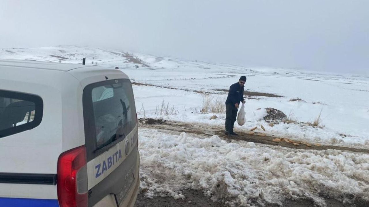 Bünyan Belediyesi sokak hayvanlarını unutmadı!