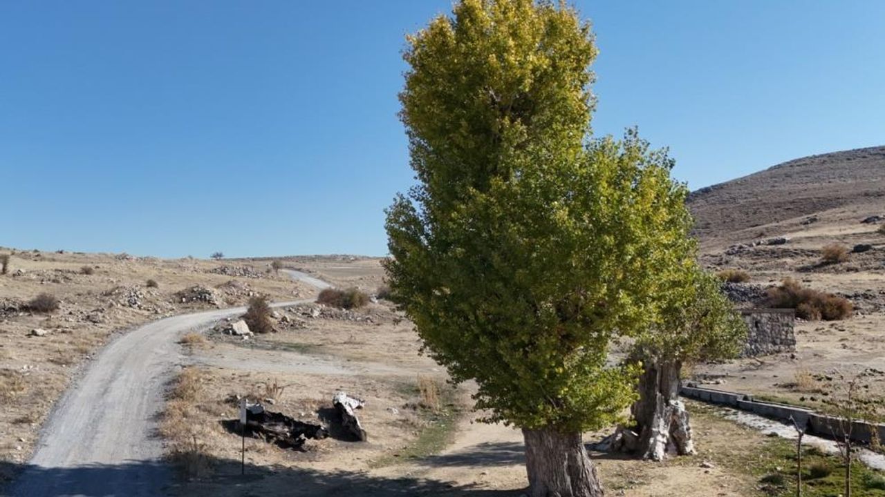 Kayseri’deki bu kavak ağaçları yıllara meydan okuyor!