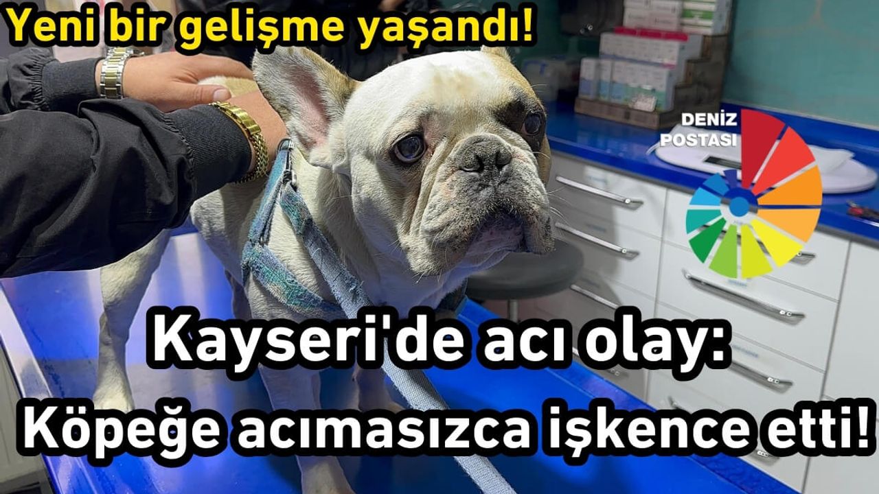 Kayseri'de acı olay: Köpeğe acımasızca işkence etmişti! Yeni bir gelişme yaşandı