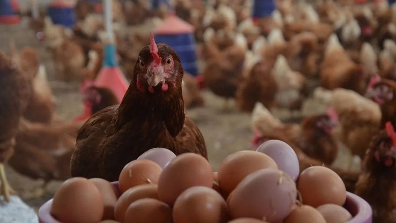 Bakanlık açıkladı! Kuş gribi Türkiye'de görüldü!