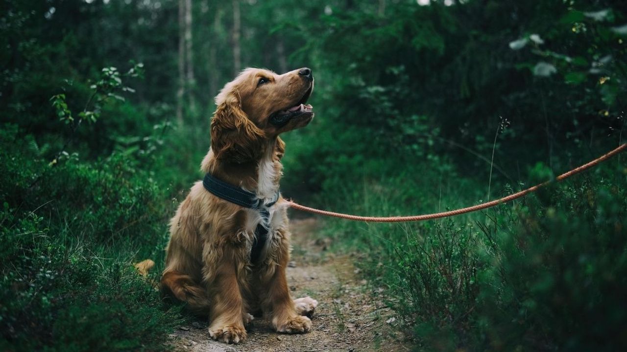 Rüyada köpek görmek ne anlama gelir?