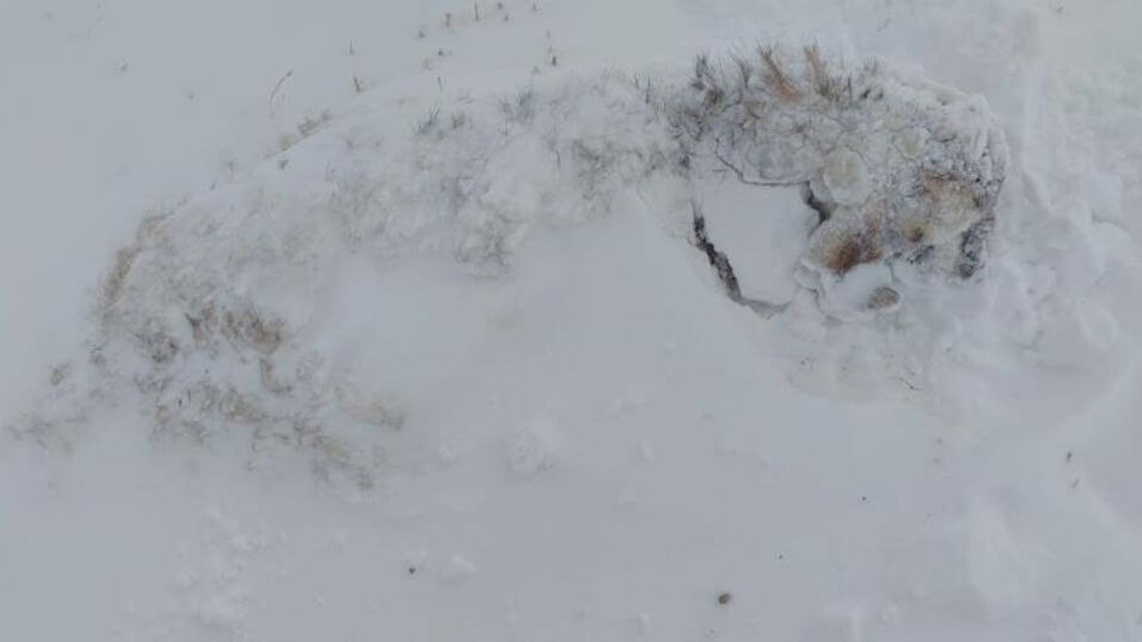 Onlarca koyunu telef olan vatandaş yardım istedi: Kalanları da ölmesin