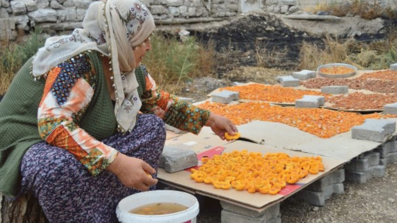 Erciyes'in Gölgesinde Yetişen Kayseri'nin Özgün Bitkileri