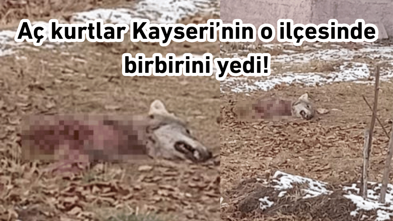 Aç kurtlar Kayseri’nin o ilçesinde birbirini yedi!