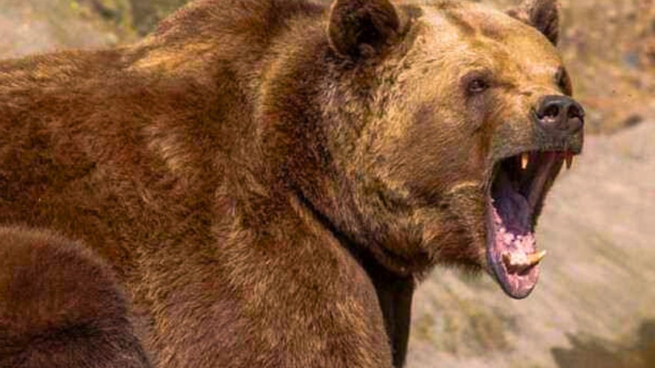 Ayı ile karşılaşınca bunu asla yapmayın! Hayatta nasıl kalınır?