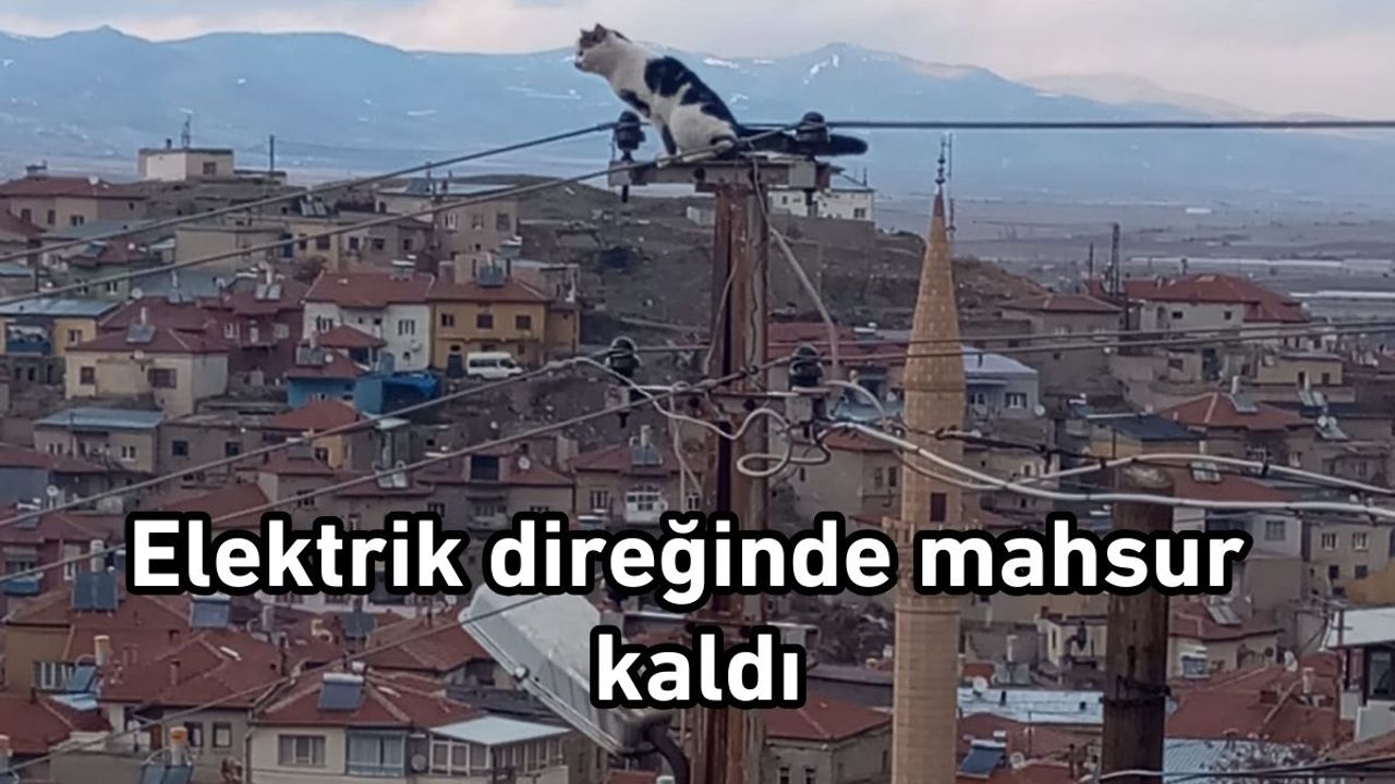 Elektrik direğinde mahsur kaldı! Operasyonla kurtarıldı!