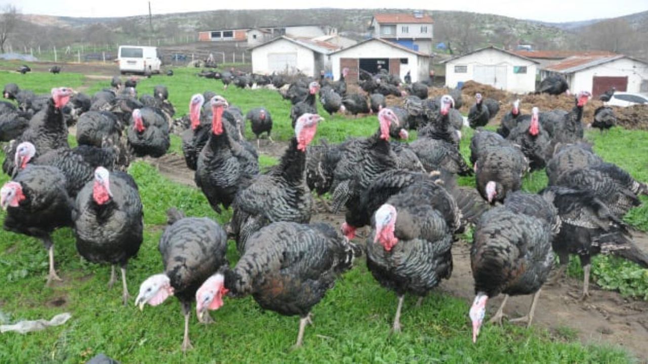 Hindi Etinin Faydalarını Duyunca Şaşıracaksınız!