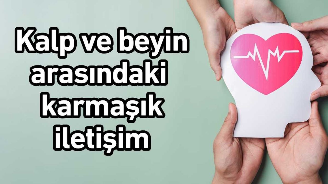 Kalp ve beyin arasındaki karmaşık iletişim
