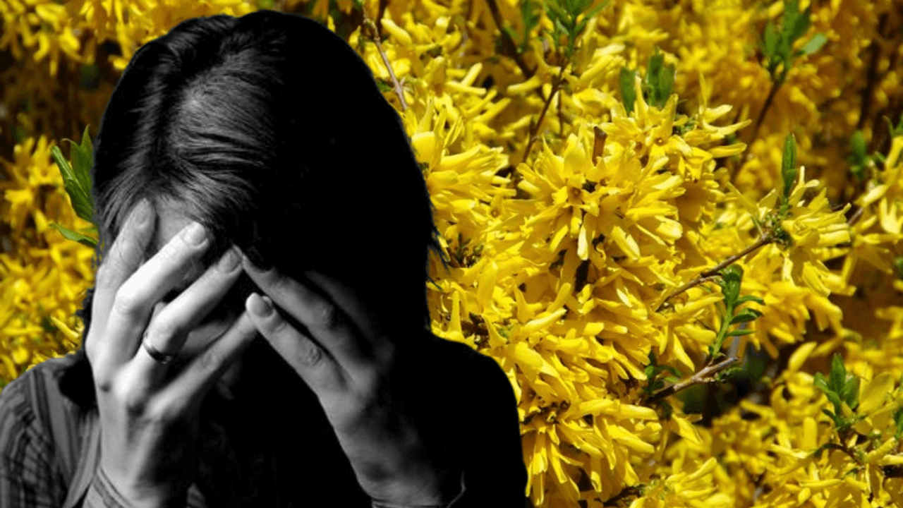 Depresyonu ortadan kaldırıyor: Sarı kantaronun faydaları ve kullanımı