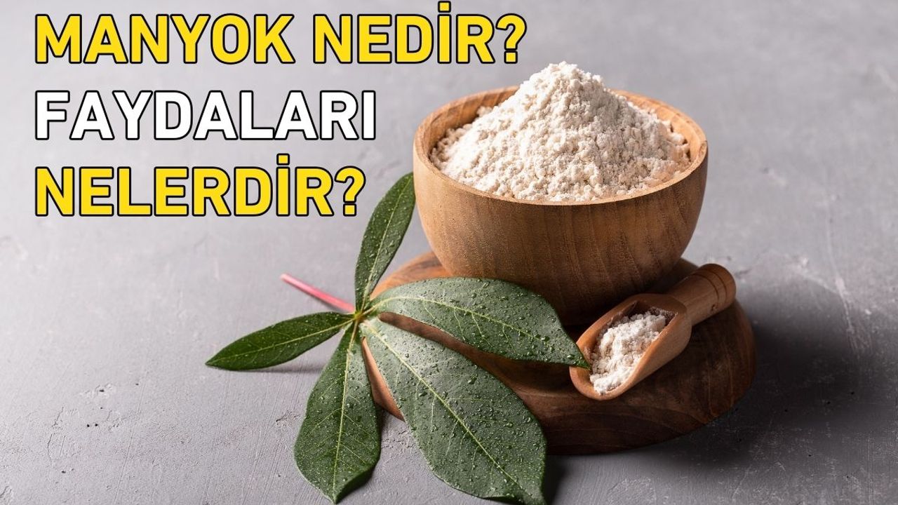 Manyok Nedir? Faydaları Nelerdir?