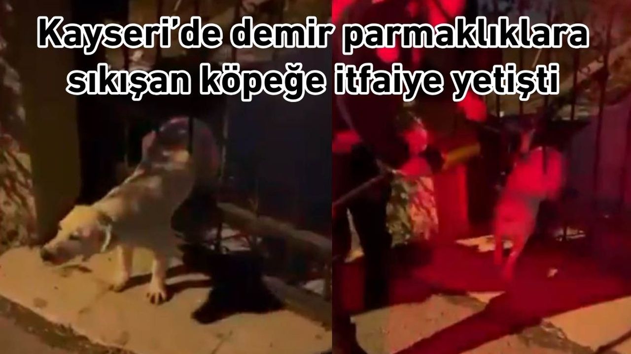 Kayseri’de demirler arasına sıkışan köpeğe itfaiye yetişti