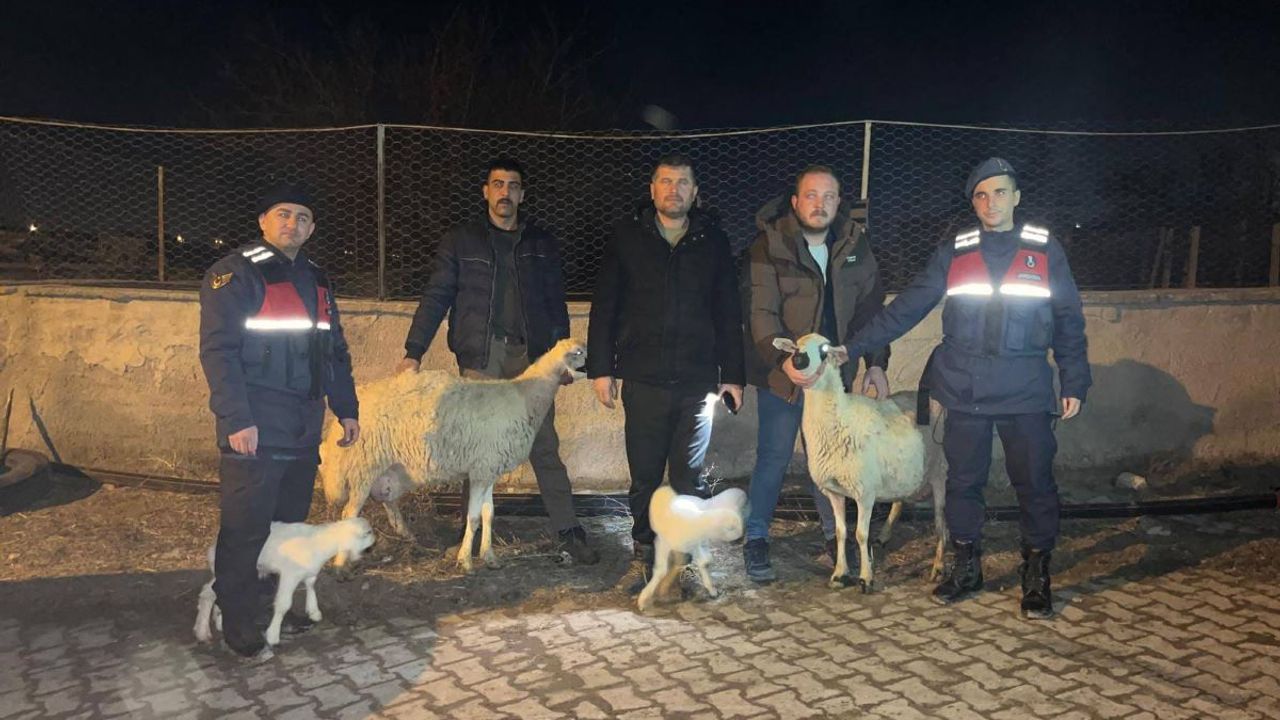 Kuzular kebap olacaktı, Jandarma kurtardı!