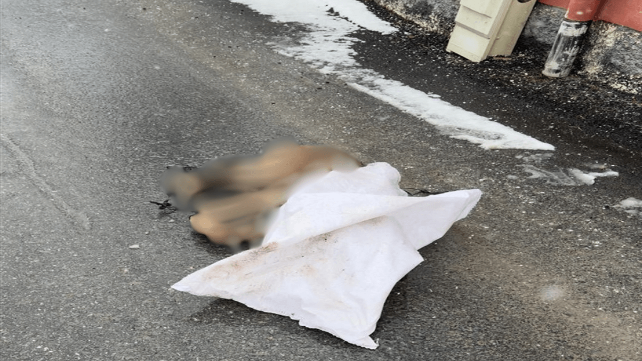 Kayseri’de ayakları bağlanan köpek silahla vahşice katledildi!