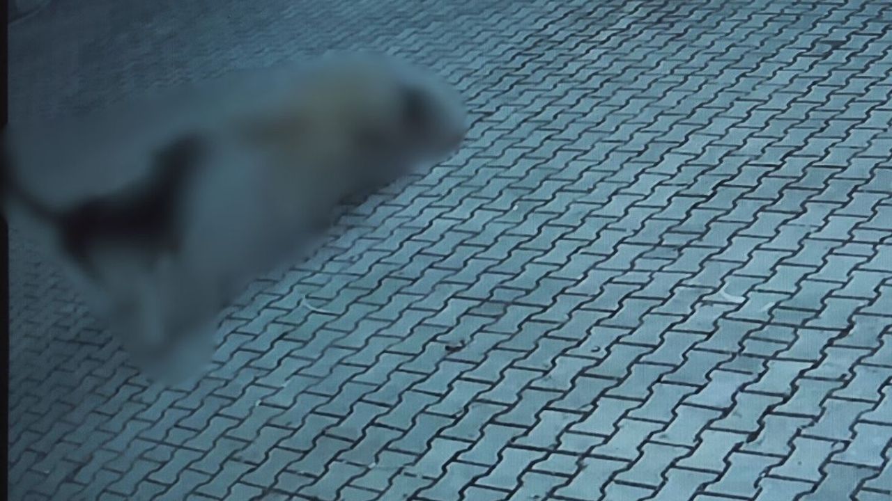 Sivas'ta 10 yaşındaki kız çocuğuna sokak köpekleri saldırdı!
