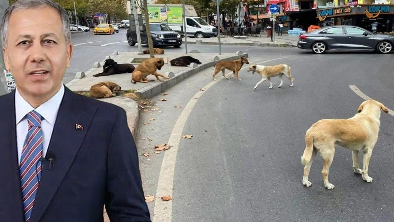 Sokak hayvanları için yeni adımlar: Denetimler sıklaşıyor, çözüm arayışları hız kazanıyor!