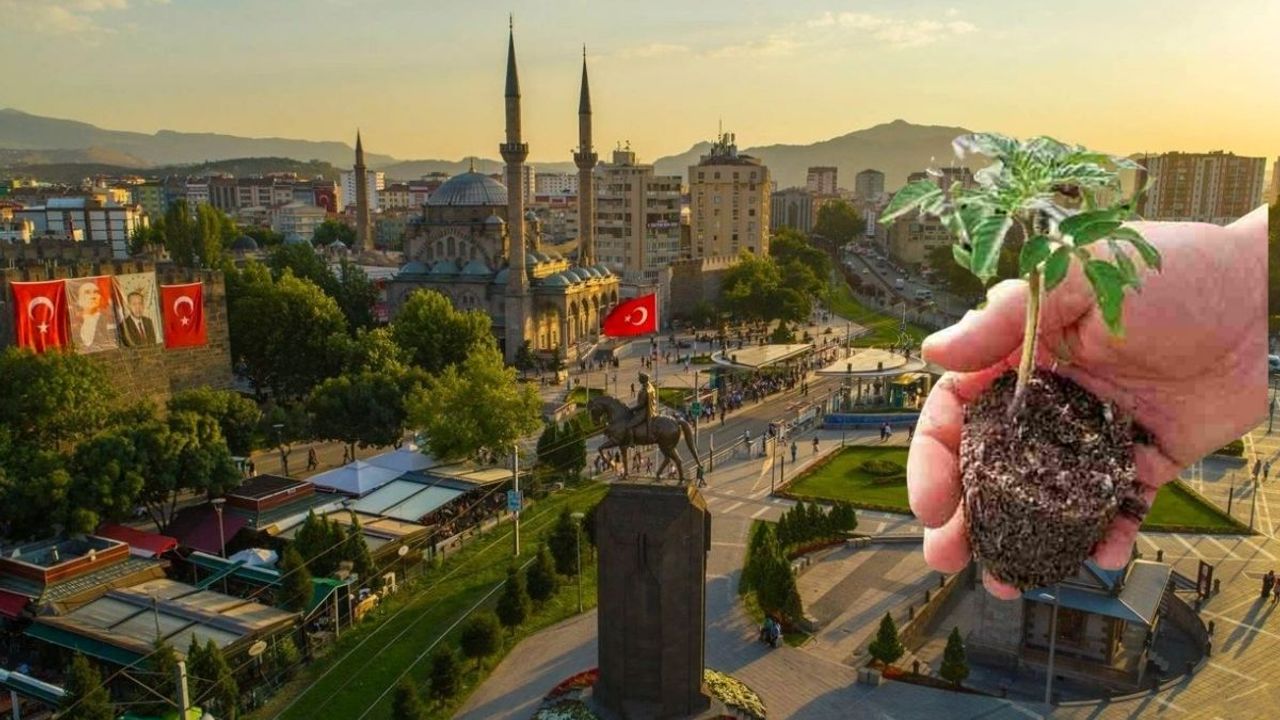 Kayseri'de domates fidesi ne zaman dağıtılacak belli oldu!