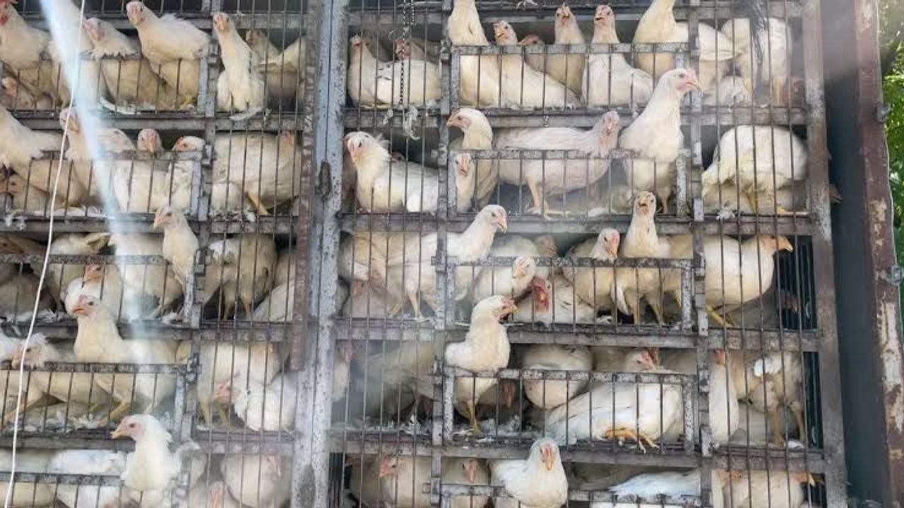 Kayseri'de kuş gribi iddiası! Yetkililerden açıklama bekleniyor