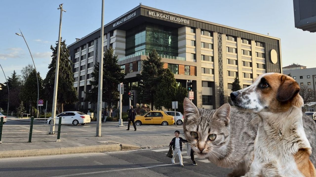 Melikgazi Belediyesi yine Türkiye'ye örnek oldu! Sokak hayvanları için harekete geçti