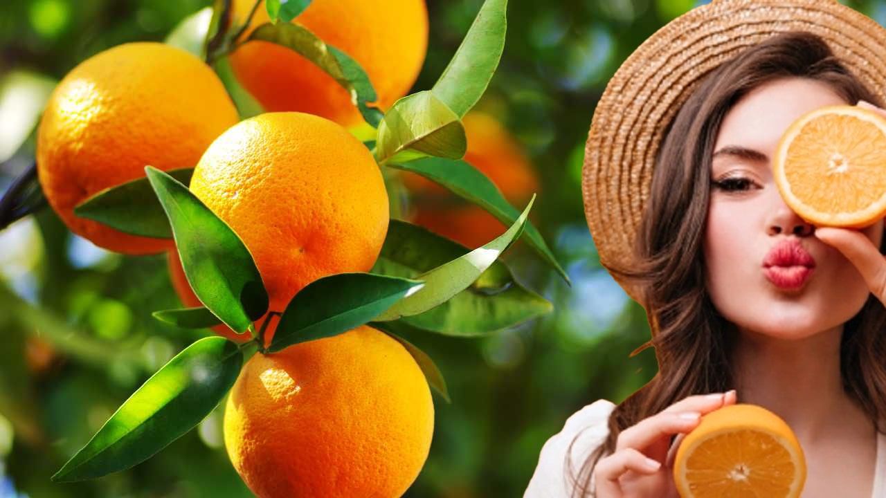 En İyi Portakal Nasıl Yetiştirilir?