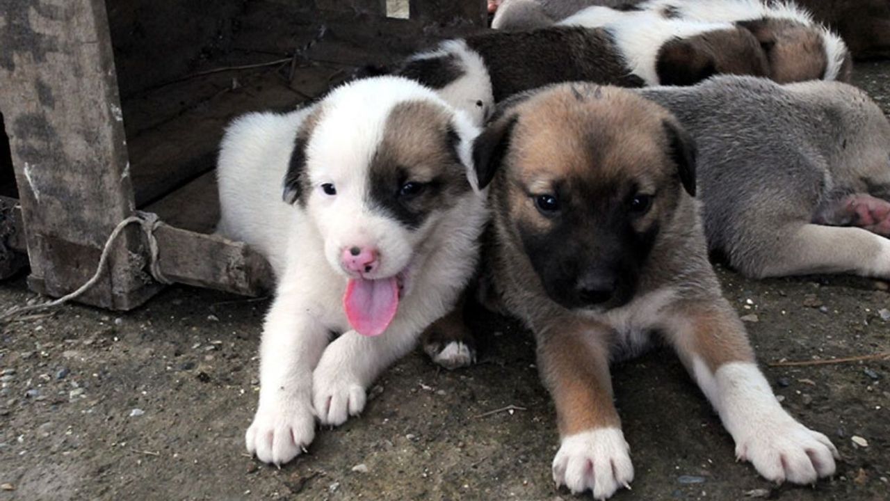 Yavru köpeği acımasızca tekmeledi!