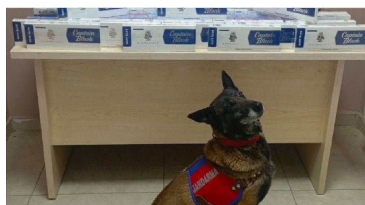 Kayseri'de kaçakçılığa geçit yok! Jandarma köpeği kaçakçılığı önledi