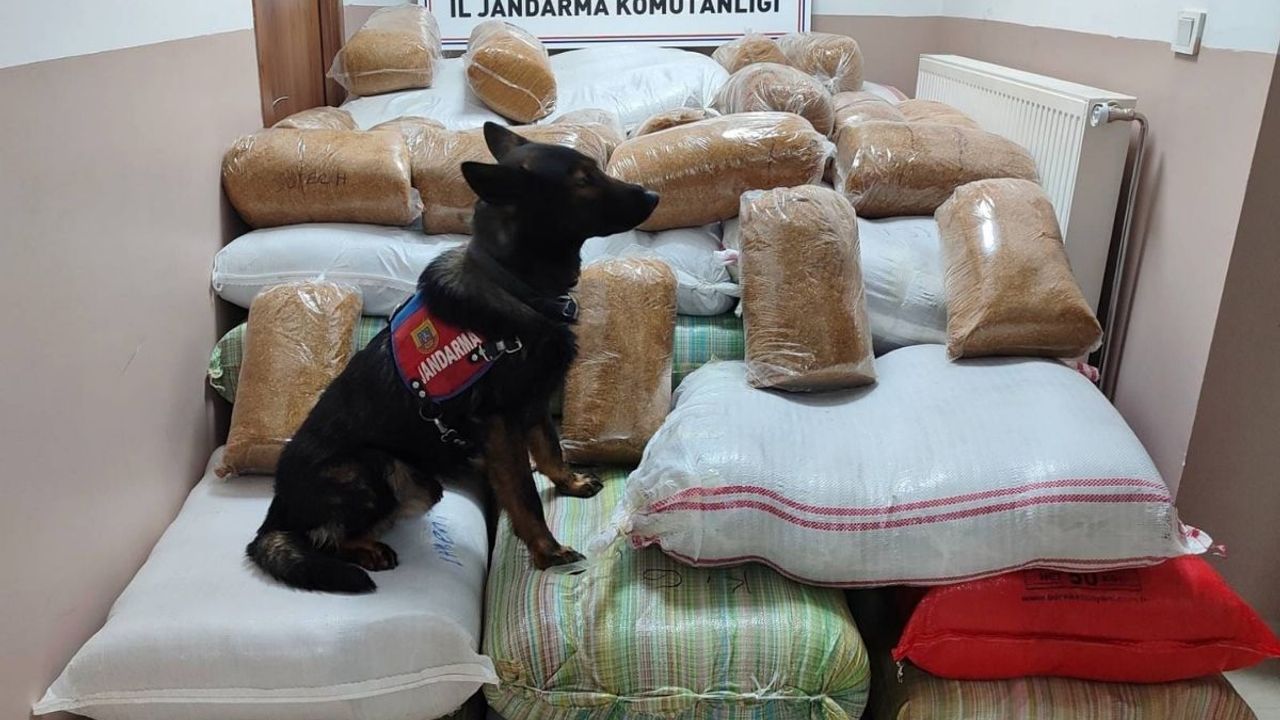 Kayseri'de KOM Jandarma köpeğinden büyük başarı! 1 buçuk ton kaçak tütün tespit etti