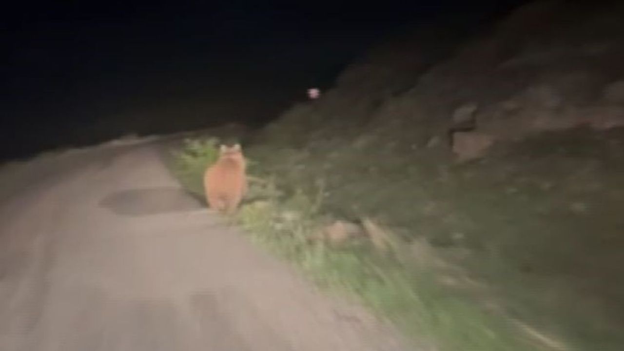 Kayseri yolunda şaşırtan anlar! Karşılaştığı ayıyı böyle kovaladı