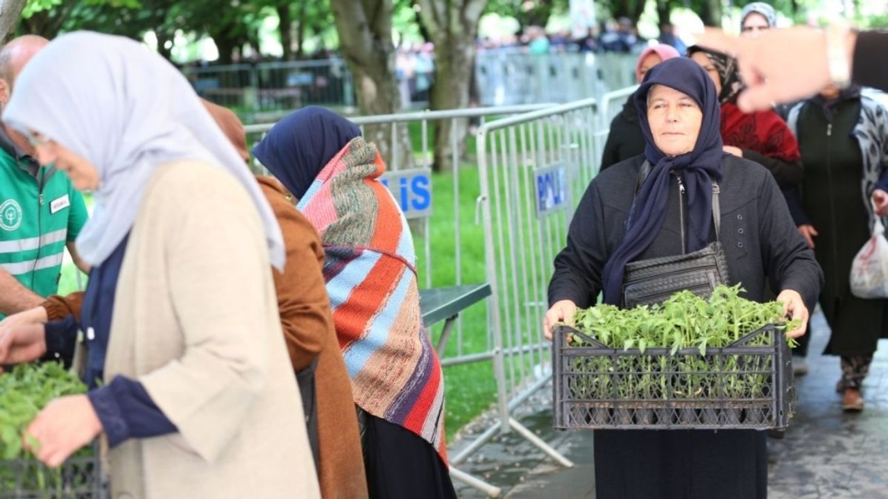 Kayseri'de domates fideleri bakın nerelerde dağıtılacak?