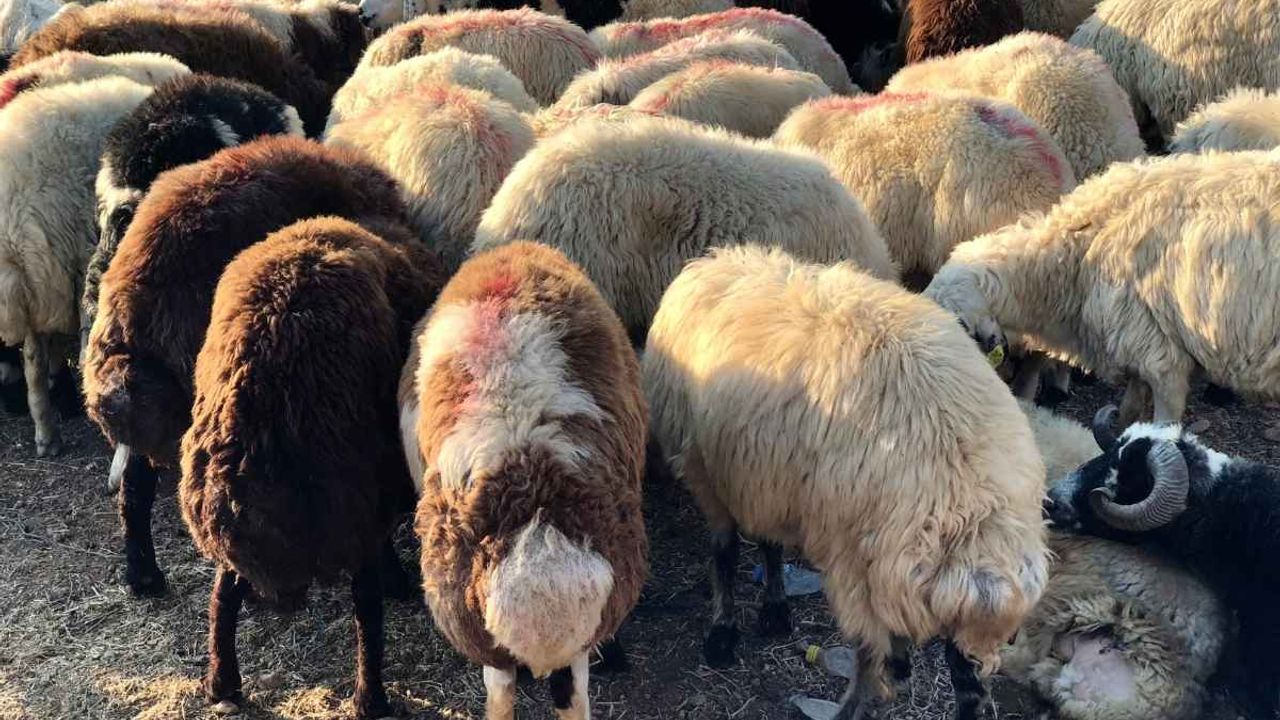 Kurbanlık fiyatları şaşırttı: İşte pazardaki son ücretler