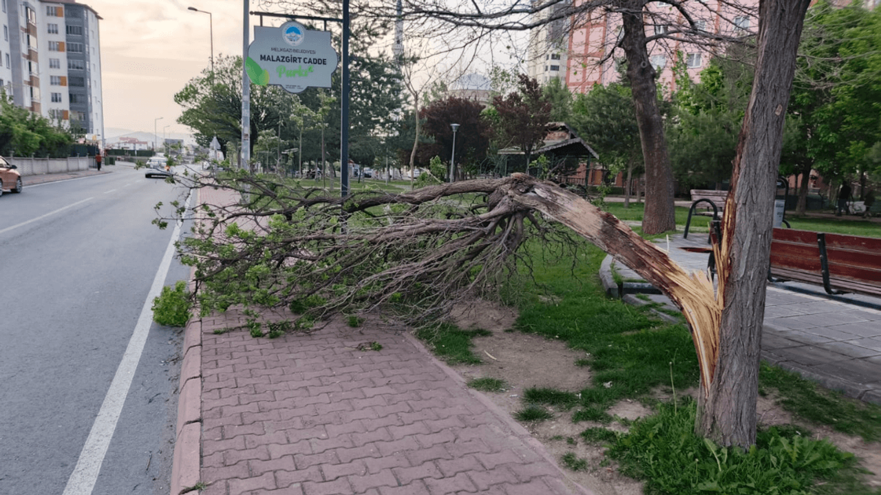 Kayseri’de şiddetli rüzgar ağacı ikiye böldü!