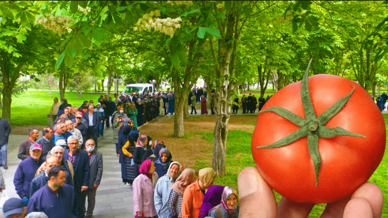 Kayseri’de bir belediye daha ücretsiz domates fidesi dağıtacak!
