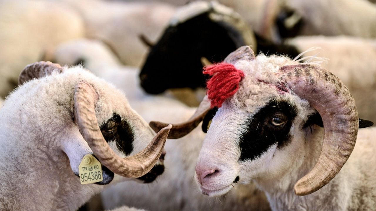 Kurbanlık fiyatları netleşti: Yeni fiyat listesini görenler şaşırıyor